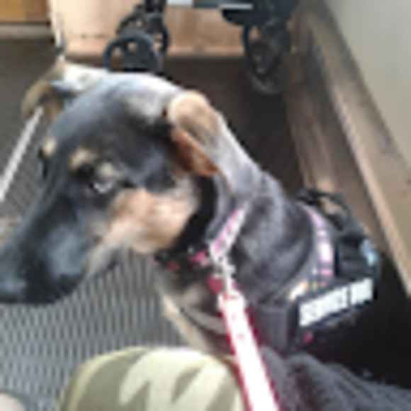 Meet your Posher, Tayla - Picture 1 of 1